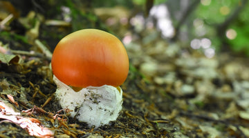 Amanita Caesarea : le champignon le plus recherché