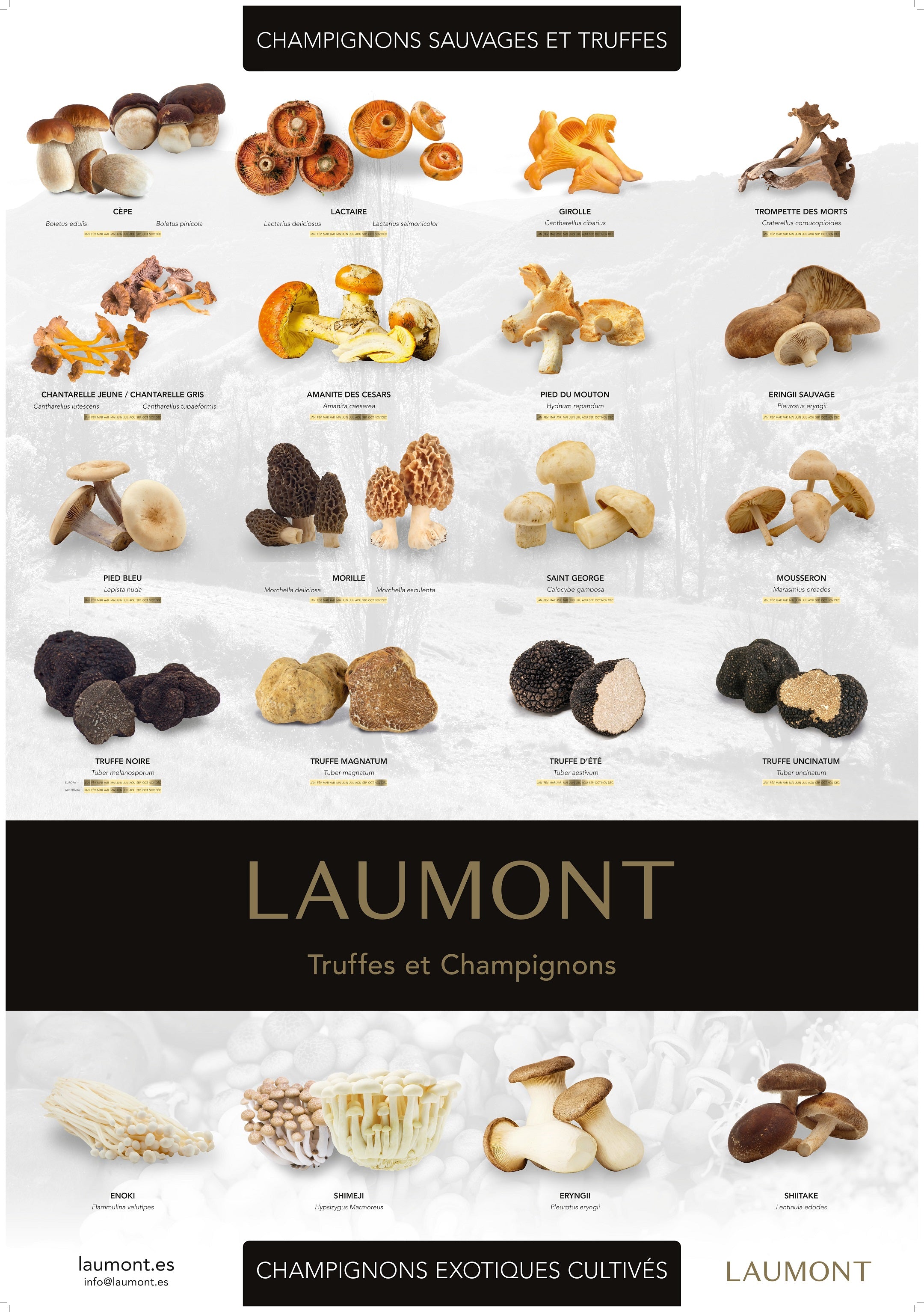 Poster Champignons et Truffes (70cm x 100cm)