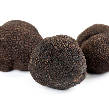 Truffe Noire Melanosporum