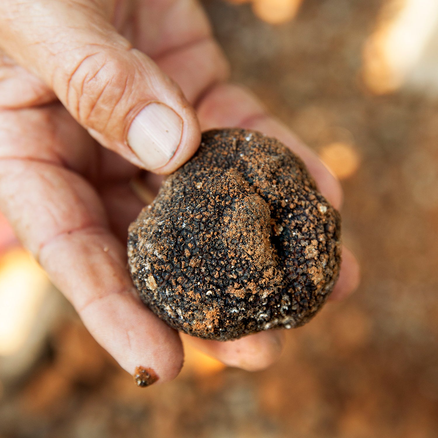 Truffe Noire Melanosporum