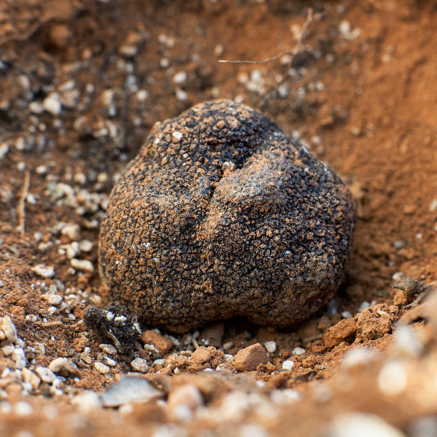 Truffe Noire Melanosporum