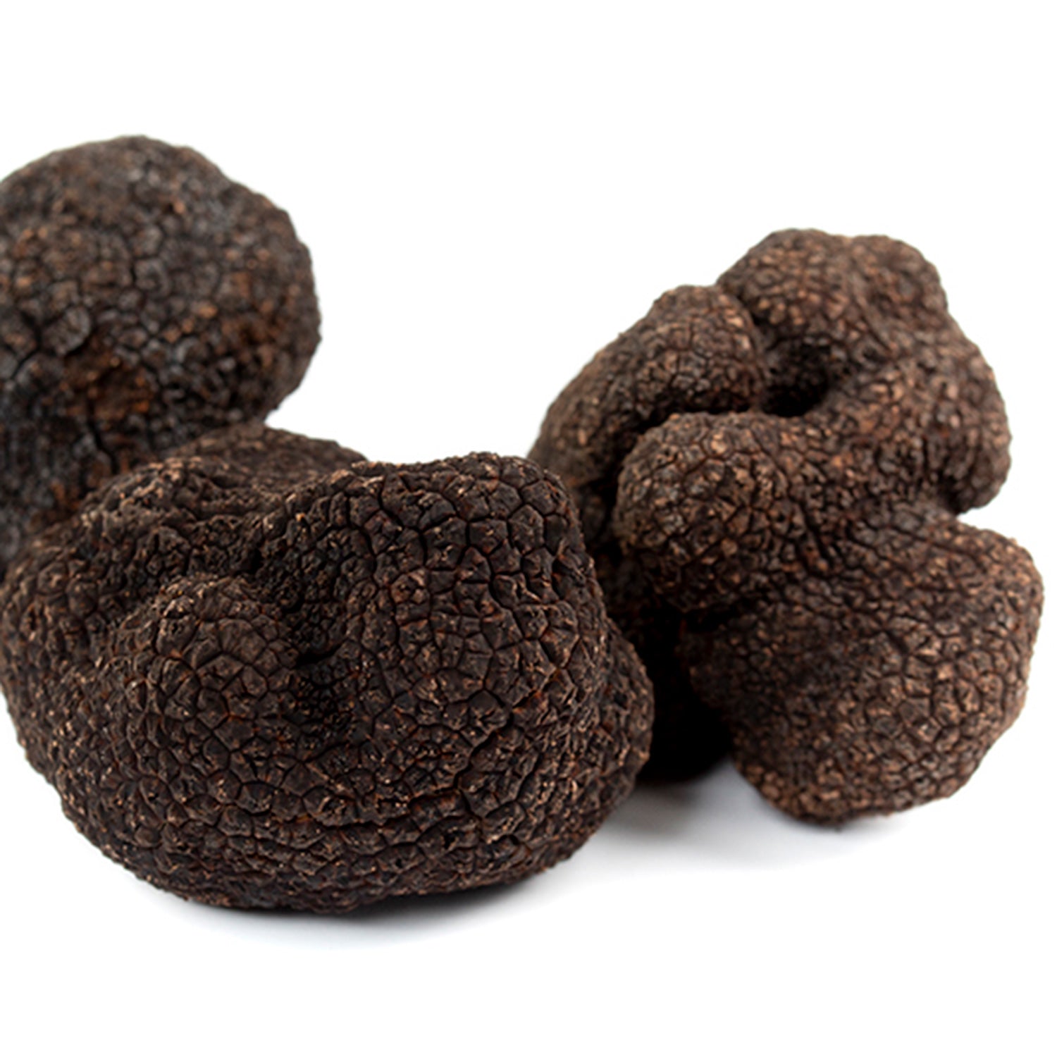 Truffe Noire Melanosporum