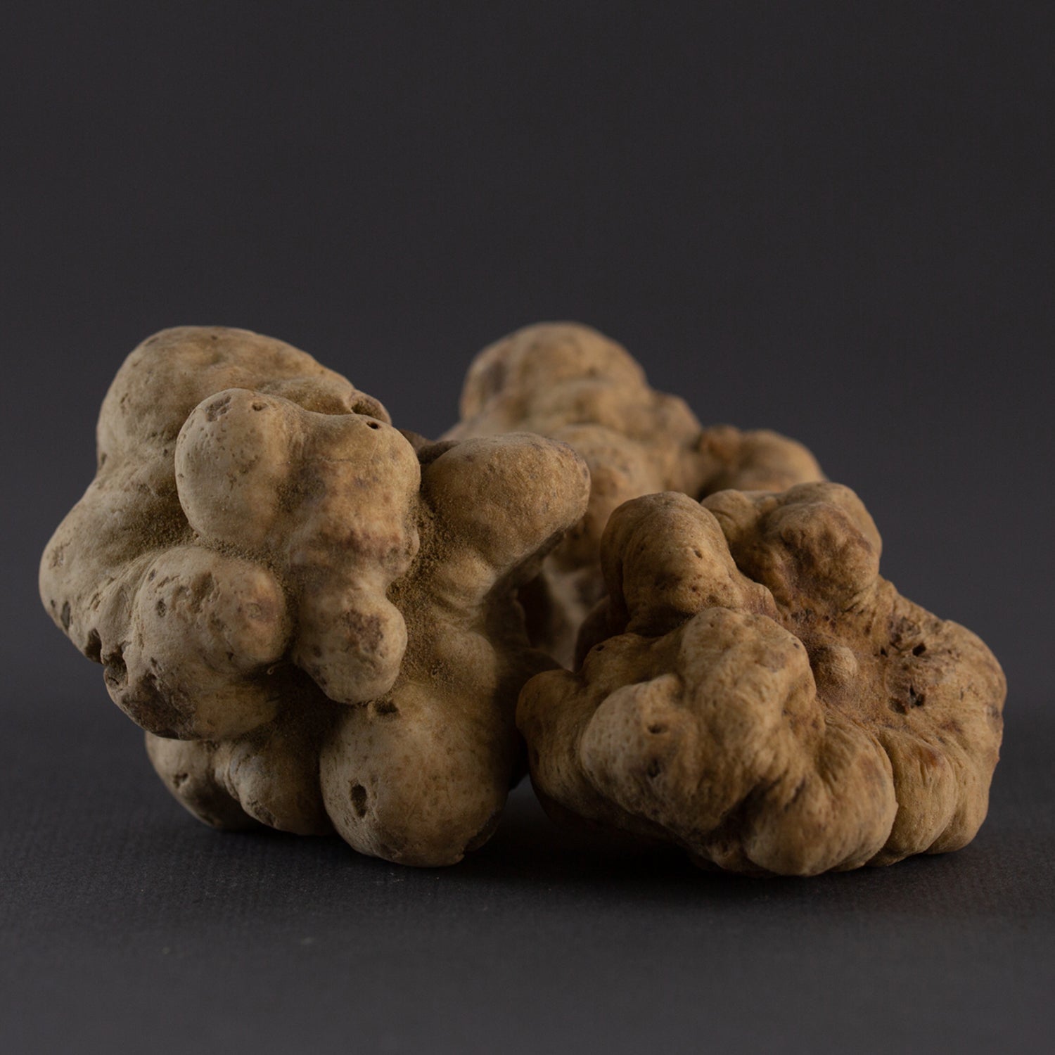 Truffe Blanche - Tuber Magnatum